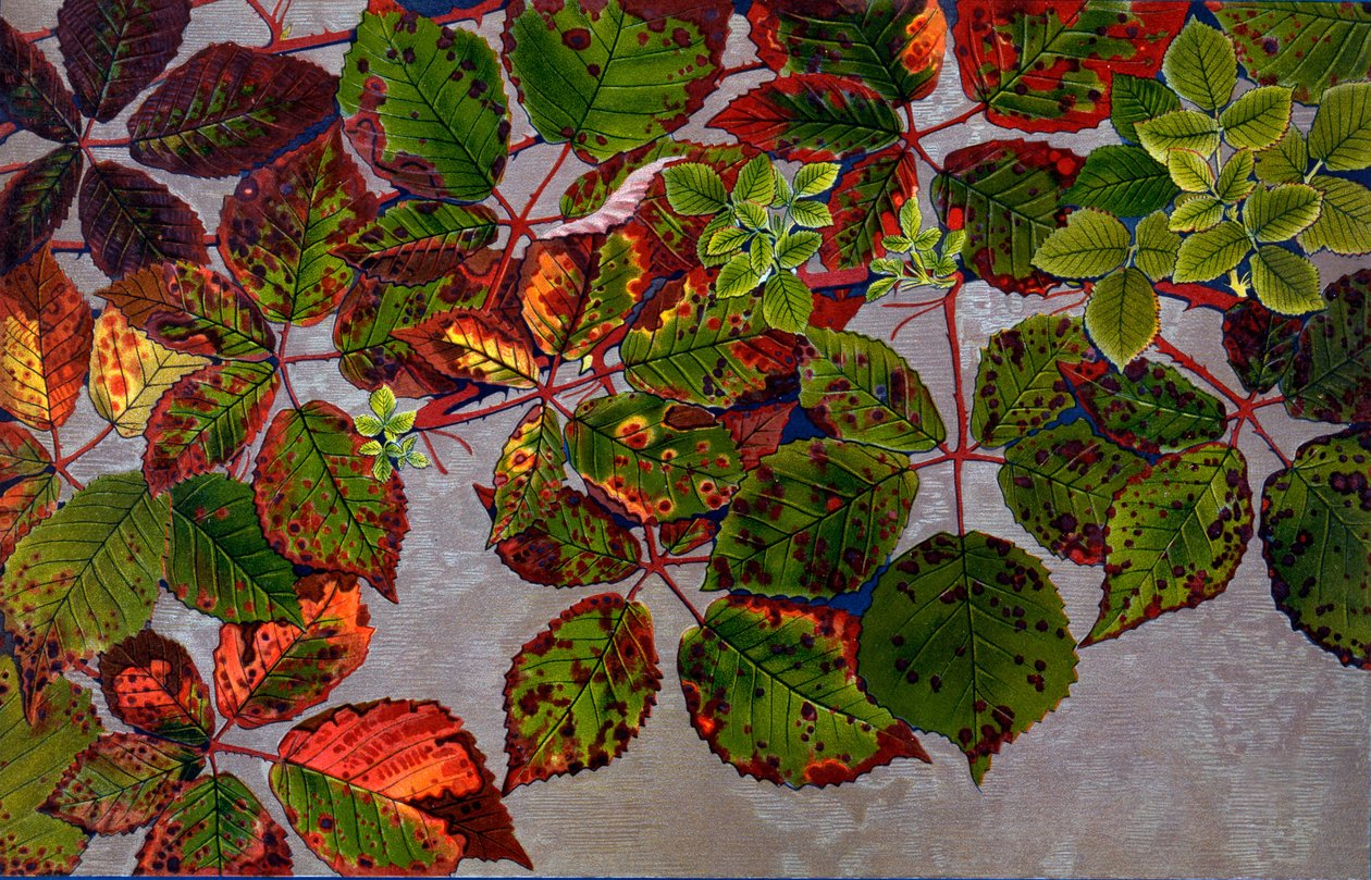Rubus Fruticosus napadený růžovou houbou Phragmidium Violaceum, 1907-09 (hlubotisk) od Philippe Robert