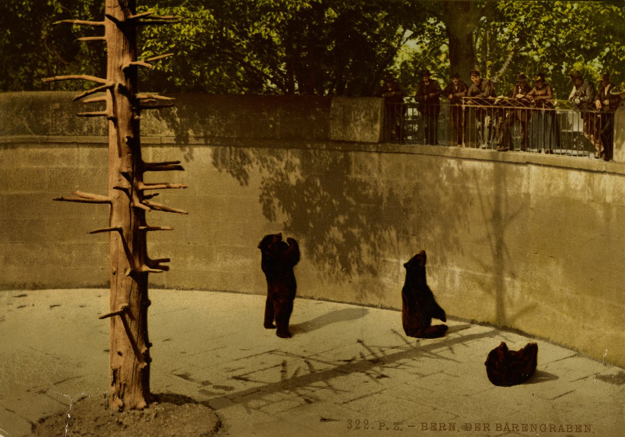 Bern. Medvědí jáma. od Photochrom Zürich