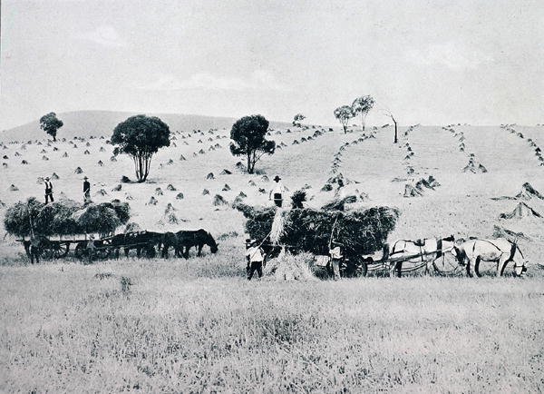 Harvesting, New South Wales, cca 1900, z „Under the Southern Cross - Glimpses of Australia“, vydaného Ministerstvem zahraničních věcí, Melbourne od Photographer Australian