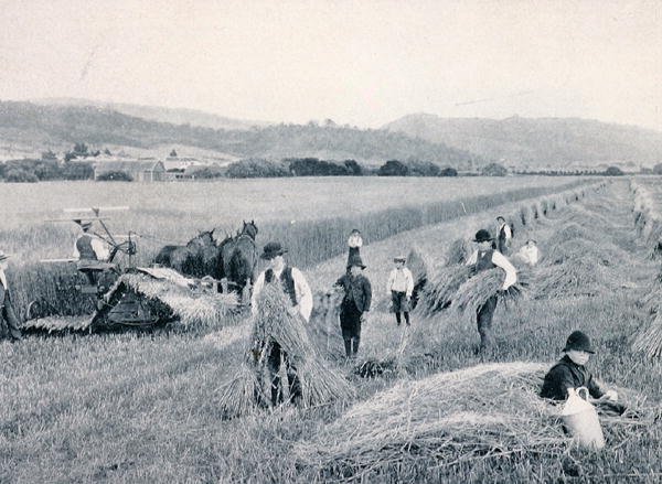 Reaping wheat, Tasmánie, kolem roku 1900, z „Under the Southern Cross - Glimpses of Australia“, vydaného Ministerstvem zahraničních věcí, Melbourne od Photographer Australian