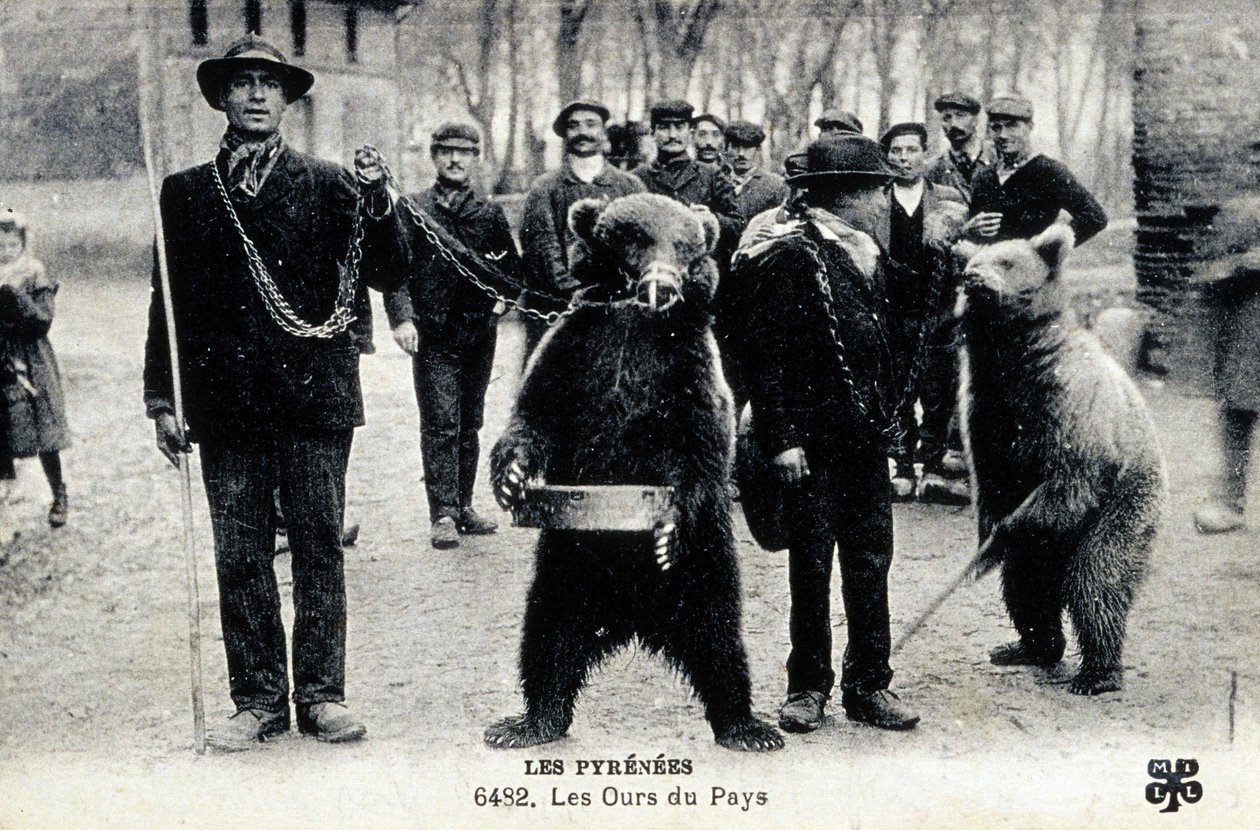 Výstavy medvědů v Pyrenejích, cca 1900 (čb fotografie) od Photographer French