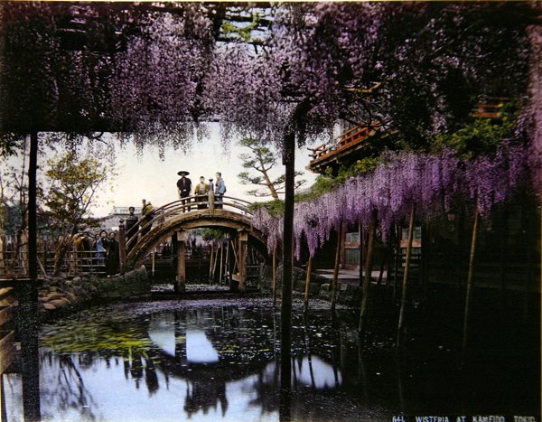 Wisteria v zahradě v Kameido, kolem roku 1900 (barevné foto) od Photographer Japanese