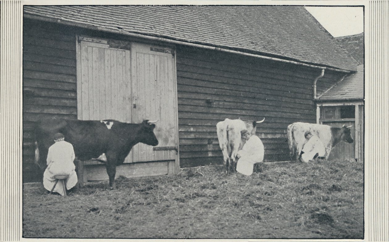 Dojení krav, 1910 od Pictorial Agency