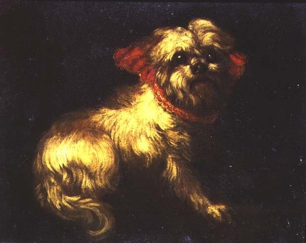 Maltézský teriér od Pier Francesco Cittadini
