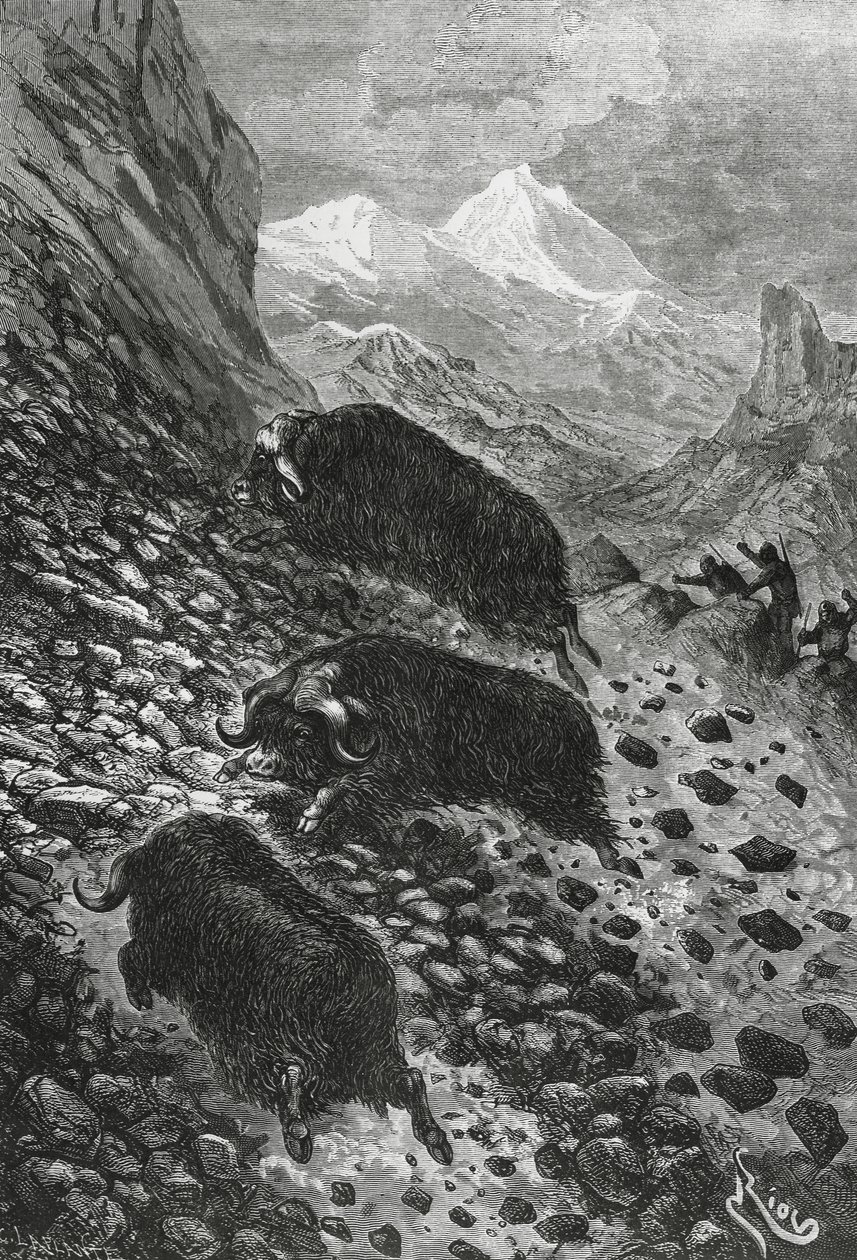 Pižmoň, dřevoryt Edouarda Rioua (1833-1900) od Blaise Nicolas Le Sueur