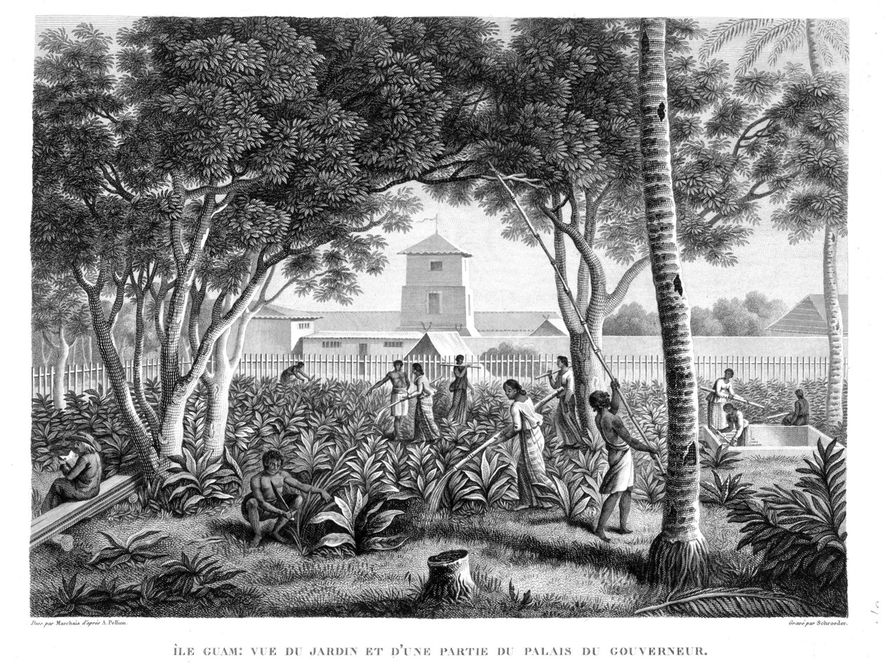 Ostrov Guam: Domorodci při práci v zahradě guvernérského paláce, z „Voyage Autour du Monde (1817-20)“, Louis Claude De Saulces de Freycinet (1779-1842), vyryto Schroederem, publikováno 182 od Pierre Antoine Marchais