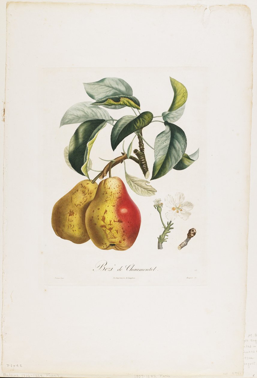 Bezi de Chaumontel (Hrušky), z Traite des Arbres Fruitiers, 1807-35 (ručně kolorovaná tečkovaná rytina) od Pierre Antoine Poiteau