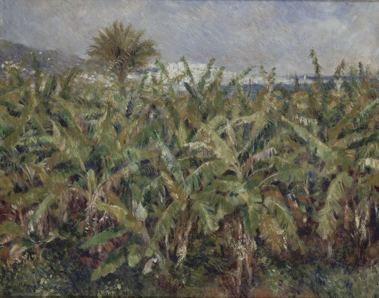 Pole banánovníků od Pierre Auguste Renoir