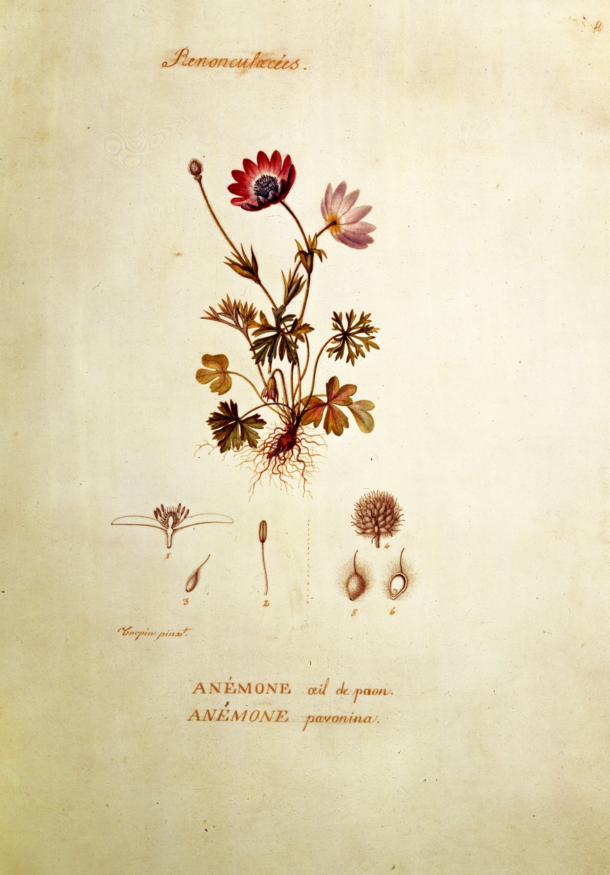 Sasanka od Pierre Jean Francois Turpin