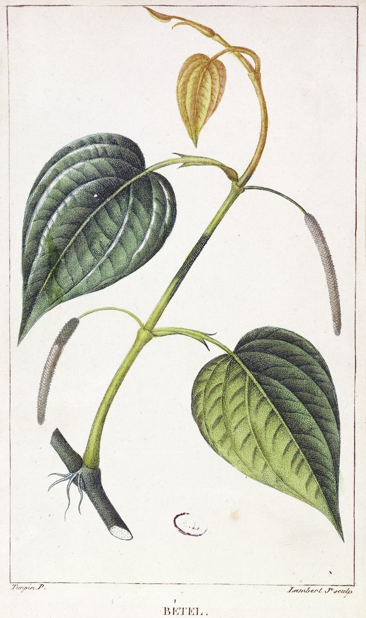 Betel, botanická deska, kolem roku 1810 od Pierre Jean Francois Turpin