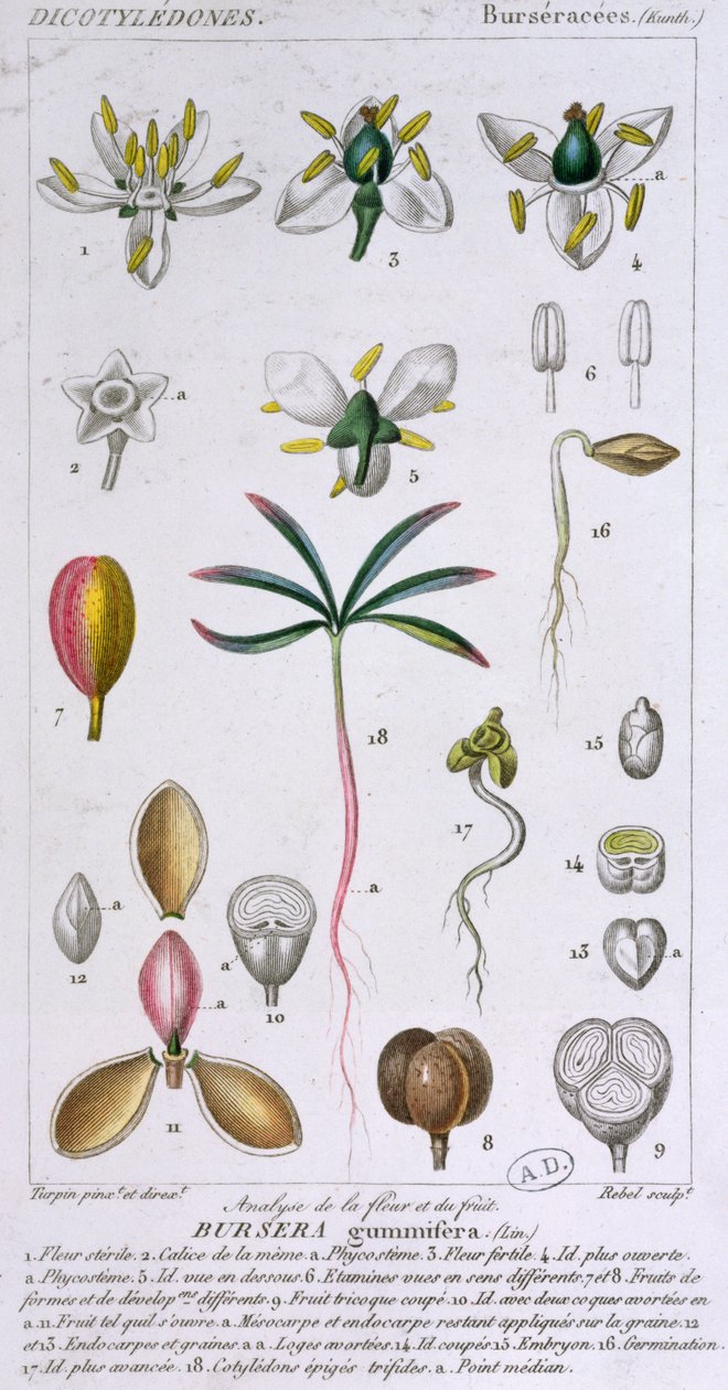 Bursera Gummifera, rytina Rebel c.1810-20 (barevná rytina) od Pierre Jean Francois Turpin