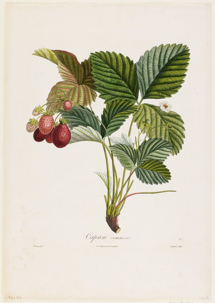 Kapron obecný. (Jahody), z Traite des Arbres Fruitiers, 1807-35 (ručně kolorovaná tečkovaná rytina) od Pierre Jean Francois Turpin