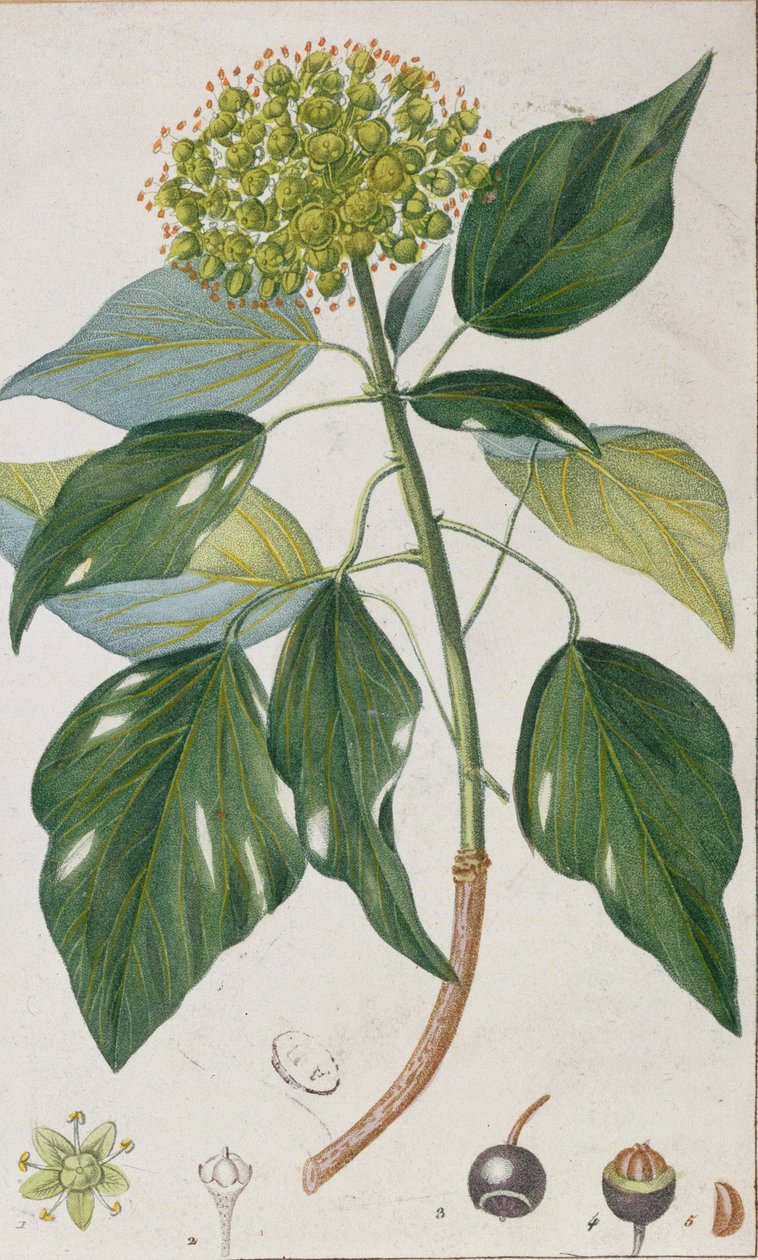 Climbing Ivy, botanická deska, kolem roku 1820 od Pierre Jean Francois Turpin
