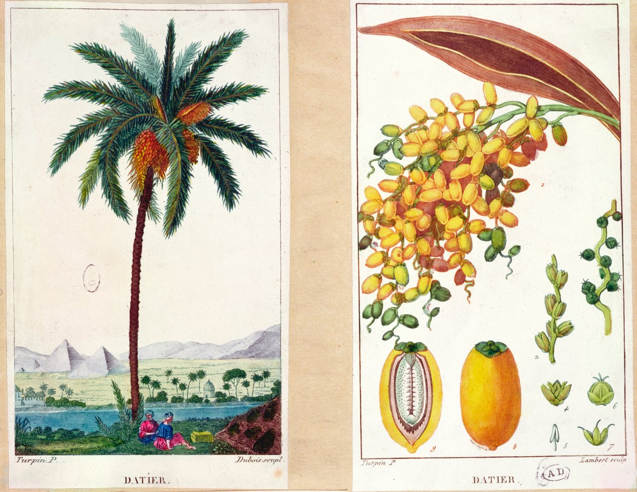 Datlovník a ovoce, počátek 19. století (barevná rytina) od Pierre Jean Francois Turpin