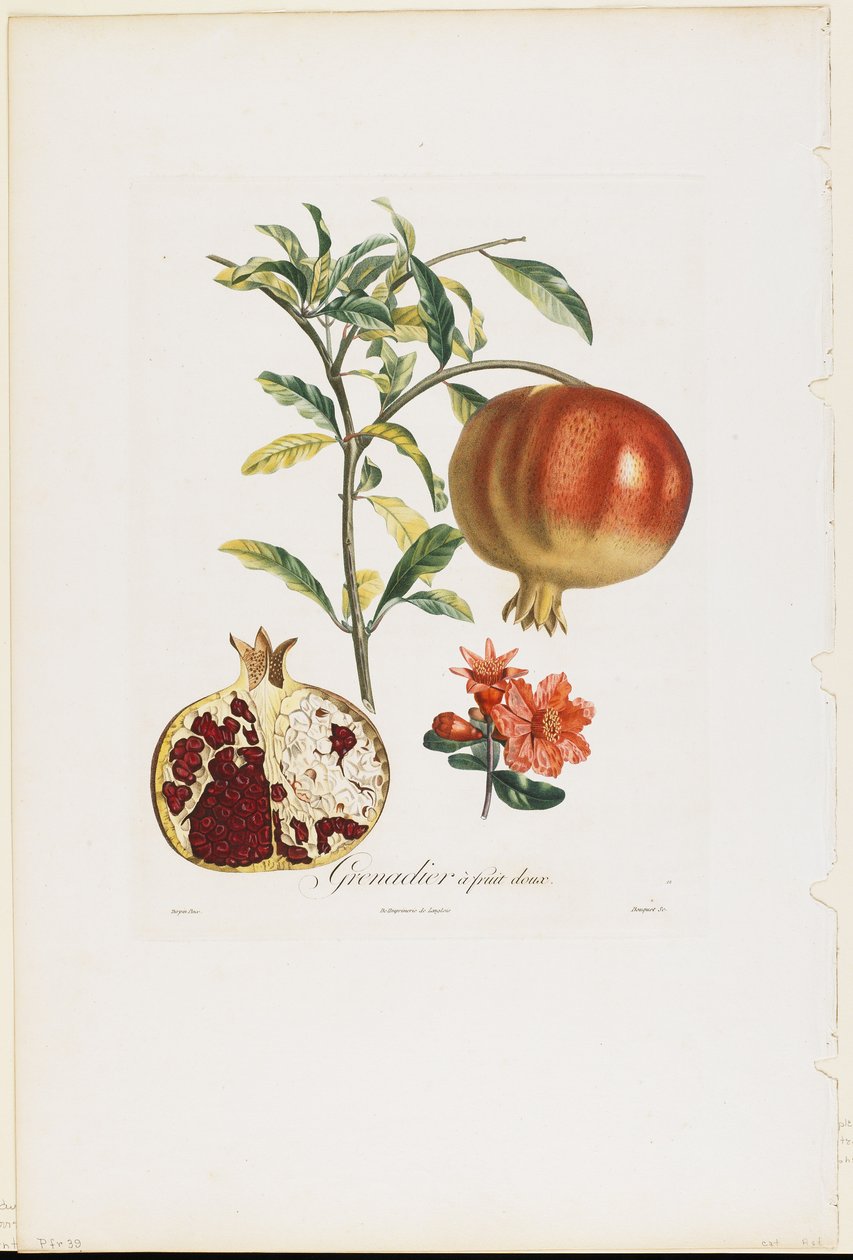 Granátové jablko ze sladkého ovoce, od Traite des Arbres Fruitiers, 1807-35 (ručně kolorovaná tečkovaná rytina) od Pierre Jean Francois Turpin