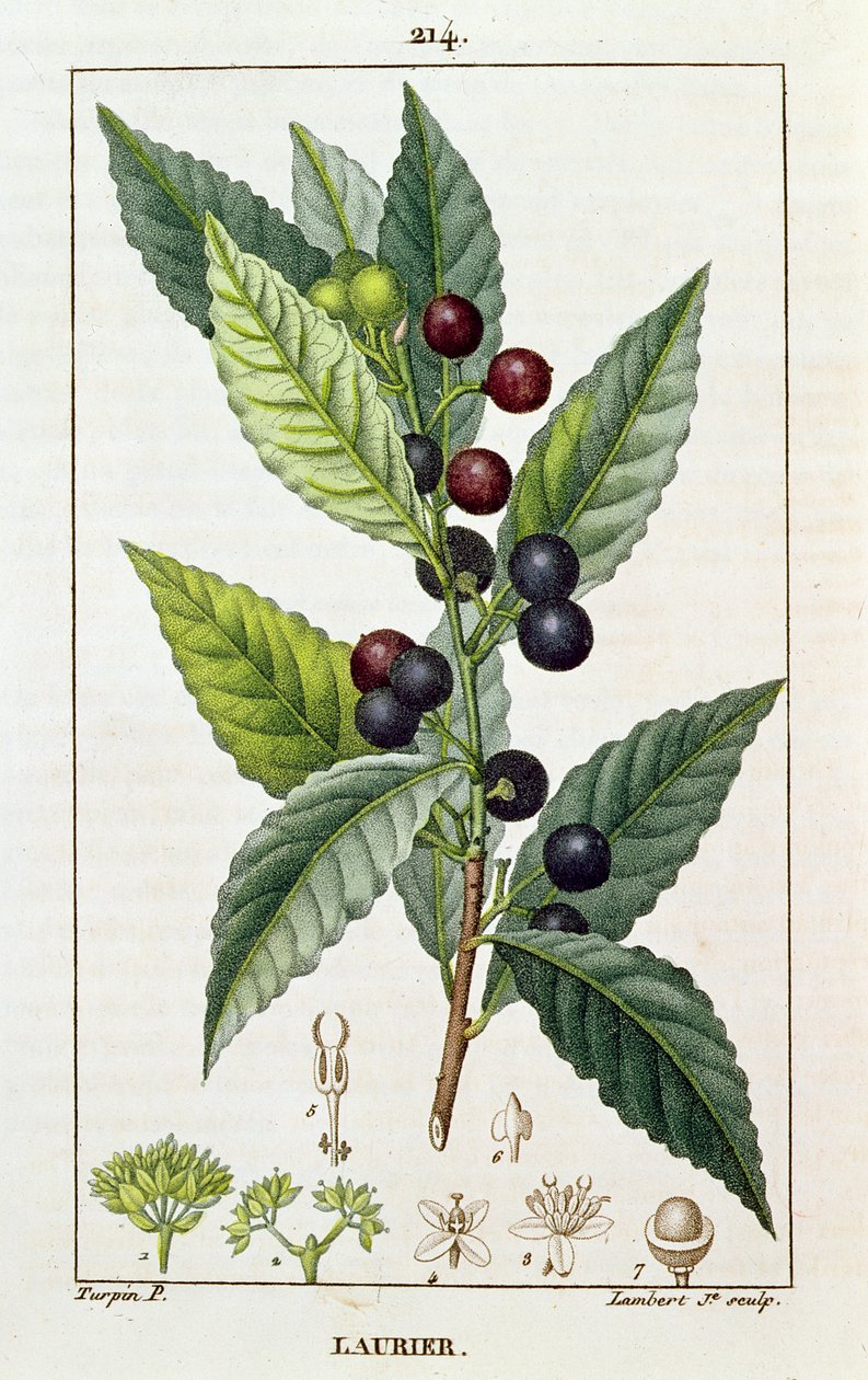 Vavřín, botanická deska, cca 1810 od Pierre Jean Francois Turpin