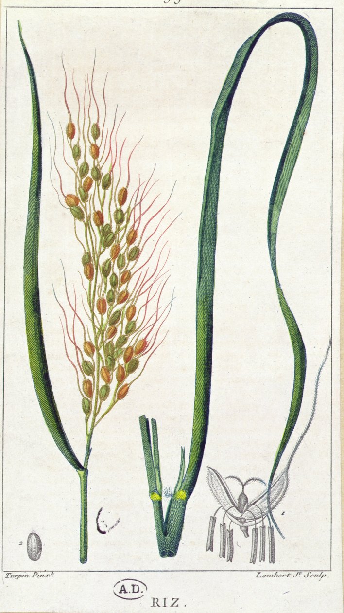 Rice, asi 1820 (barevná rytina) od Pierre Jean Francois Turpin