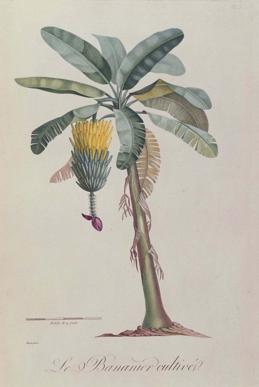 Banánový strom z „Flore des Antilles“ od Françoise Richarda de Tussac, 1808 od Pierre Jean Francois Turpin