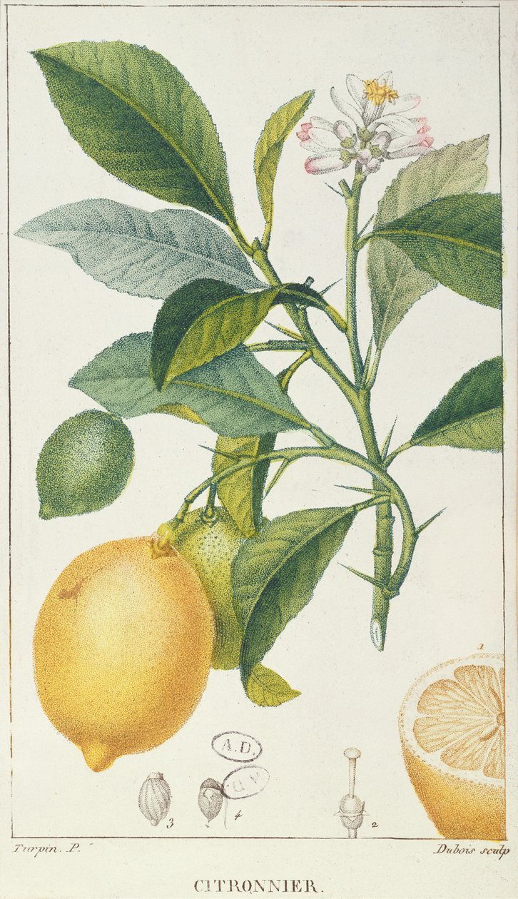 Lemon Tree, vyryl Dubois, c.1820 od Pierre Jean Francois Turpin