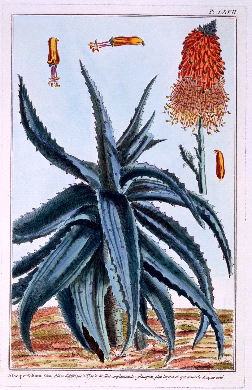 Aloe, ilustrace z 