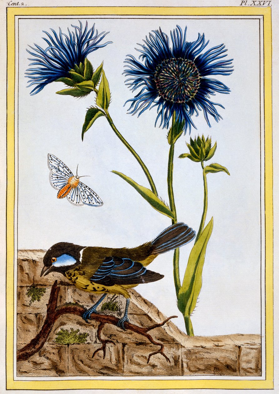 Chrpa, c.1766 (ručně kolorovaná rytina) od Pierre-Joseph Buchoz