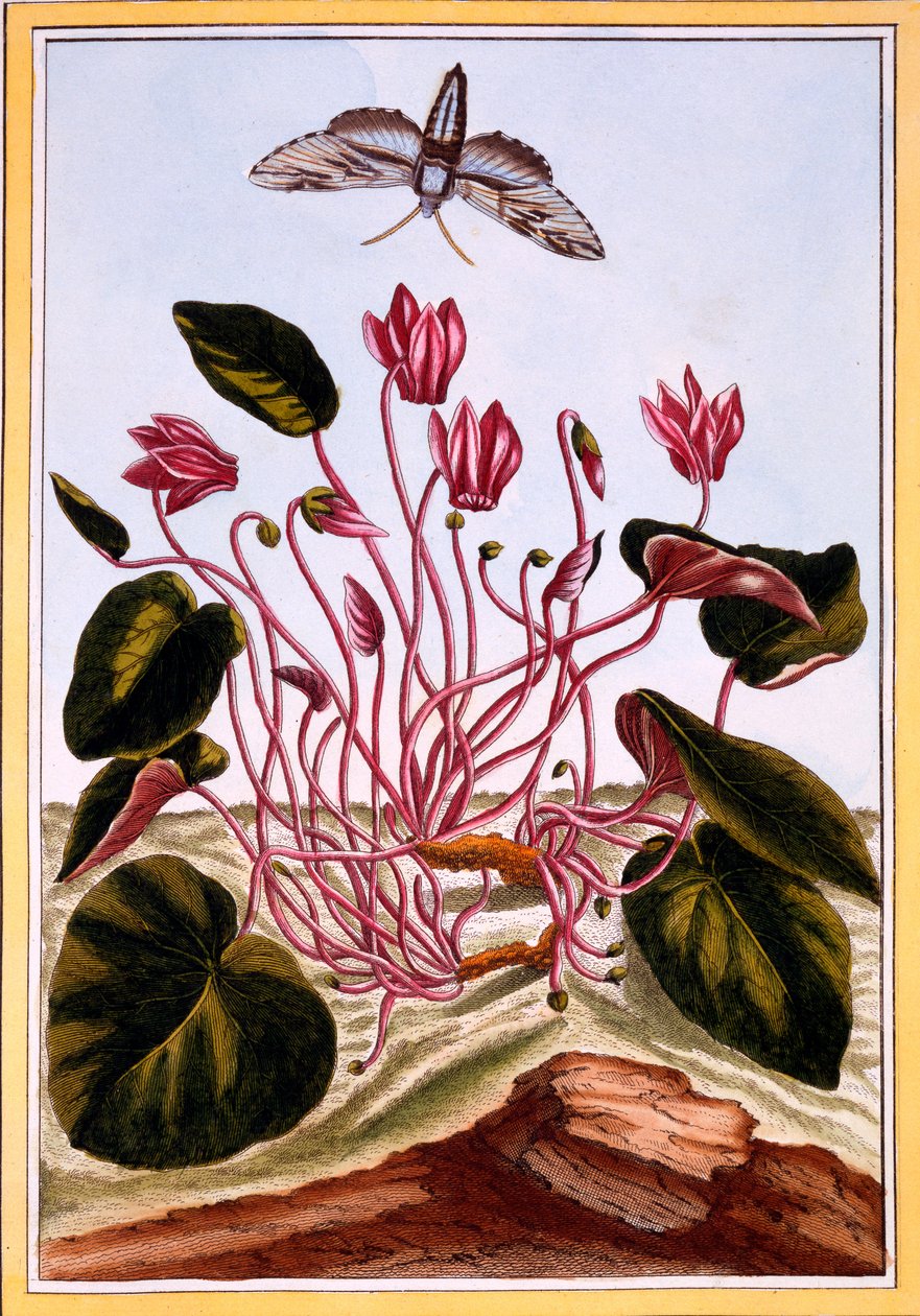 Cyclamen, c.1766 (ručně kolorovaná rytina) od Pierre Joseph Buchoz