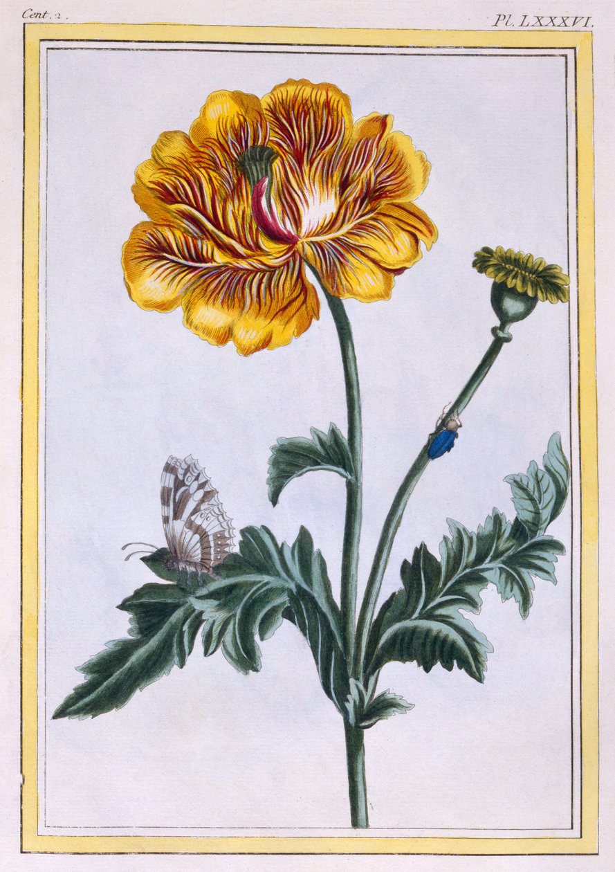 Pryskyřník plazivý, Ranunculus repens Var: Pleniflorus, cca 1776 (ručně kolorovaná rytina) od Pierre Joseph Buchoz