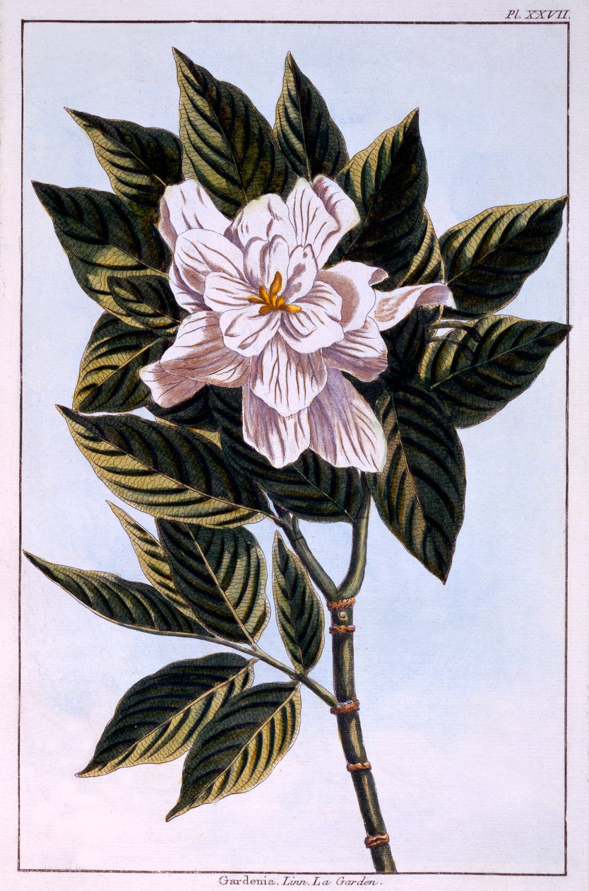 Gardenia G. augusta, ilustrace z 