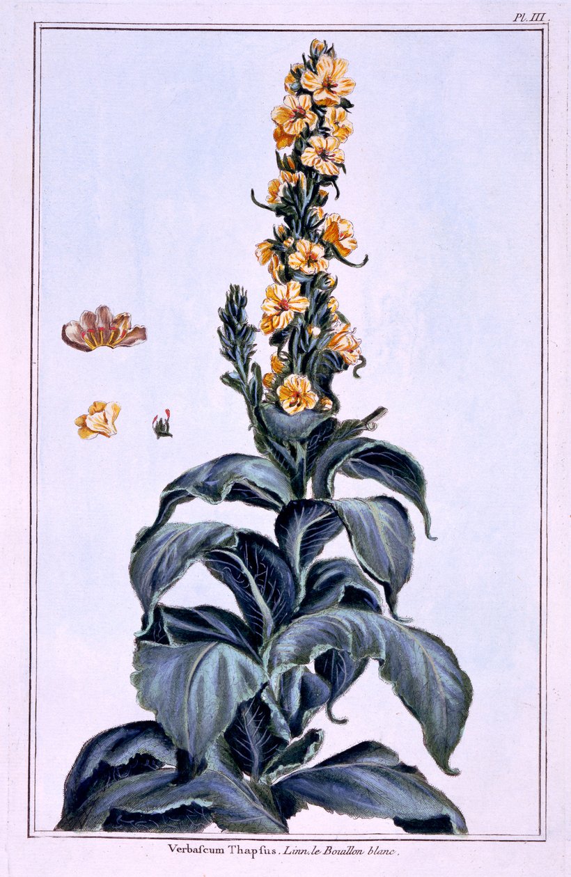 Velký Mullein od Pierre Joseph Buchoz