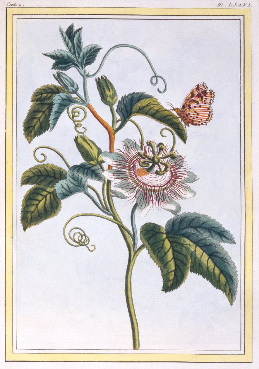 La Grenadille nebo Le Maracot (modrá mučenka), kolem 1766 (ručně kolorovaná rytina) od Pierre Joseph Buchoz