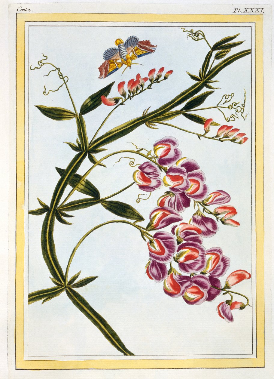 Le Grand Lathyre (Everlasting Sweet Pea), kolem 1776 (ručně kolorovaná rytina) od Pierre Joseph Buchoz