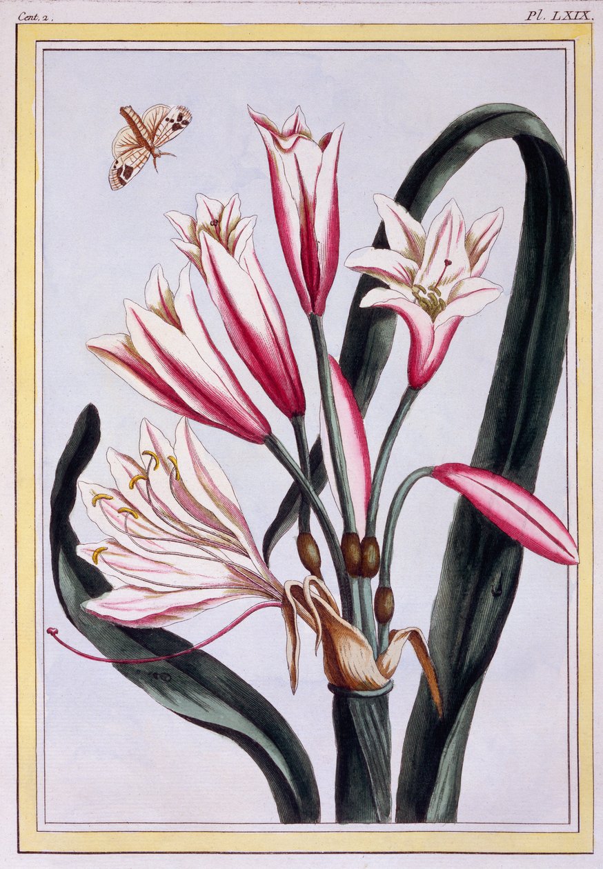 Long Leaved Amaryllis, c.1776 (ručně kolorovaná rytina) od Pierre Joseph Buchoz