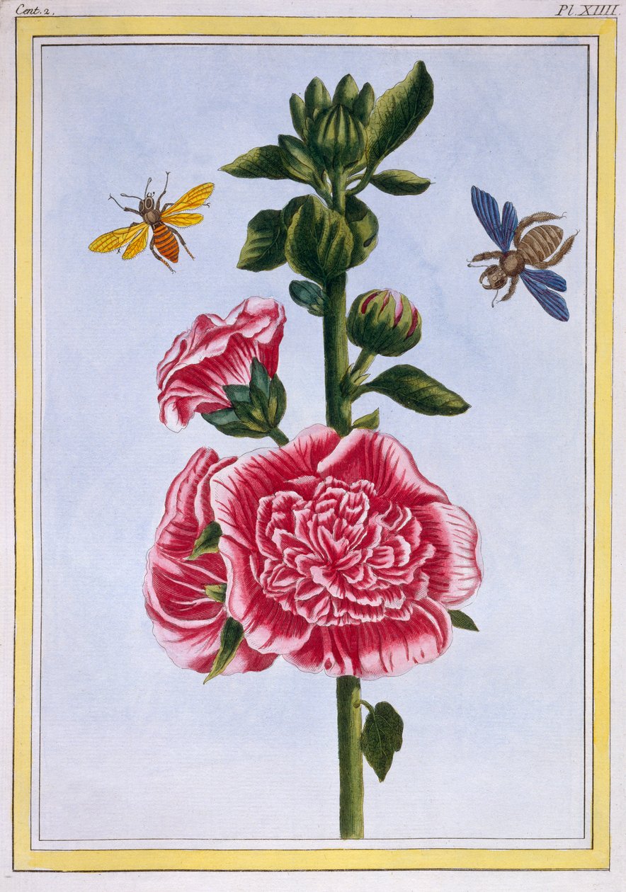 Passerose (Hollyhock), kolem 1776 (ručně kolorovaná rytina) od Pierre Joseph Buchoz