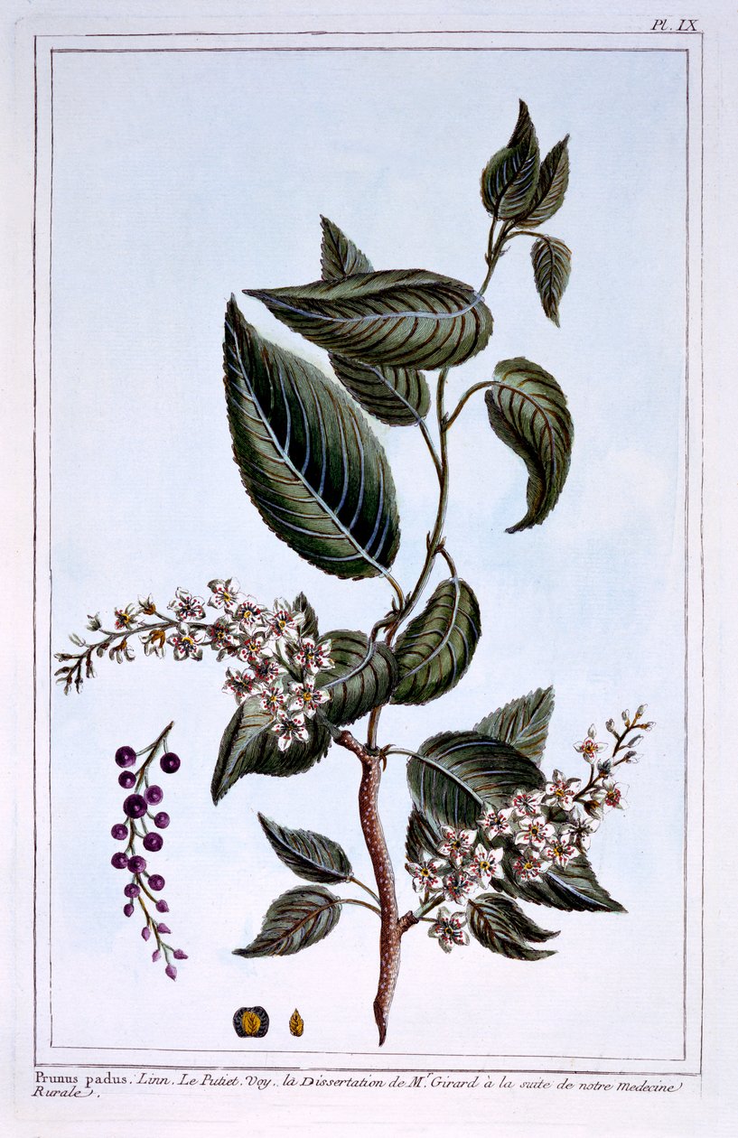 Prunus padus neboli třešeň ptačí, ilustrace z „Collection Precieuse et Enluminee Des Floura“, od Pierra Josepha Buchoze, vydáno 1776 od Pierre Joseph Buchoz