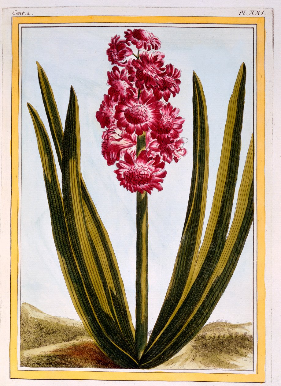 Royal Crimson, cca 1766 (ručně kolorovaná rytina) od Pierre Joseph Buchoz