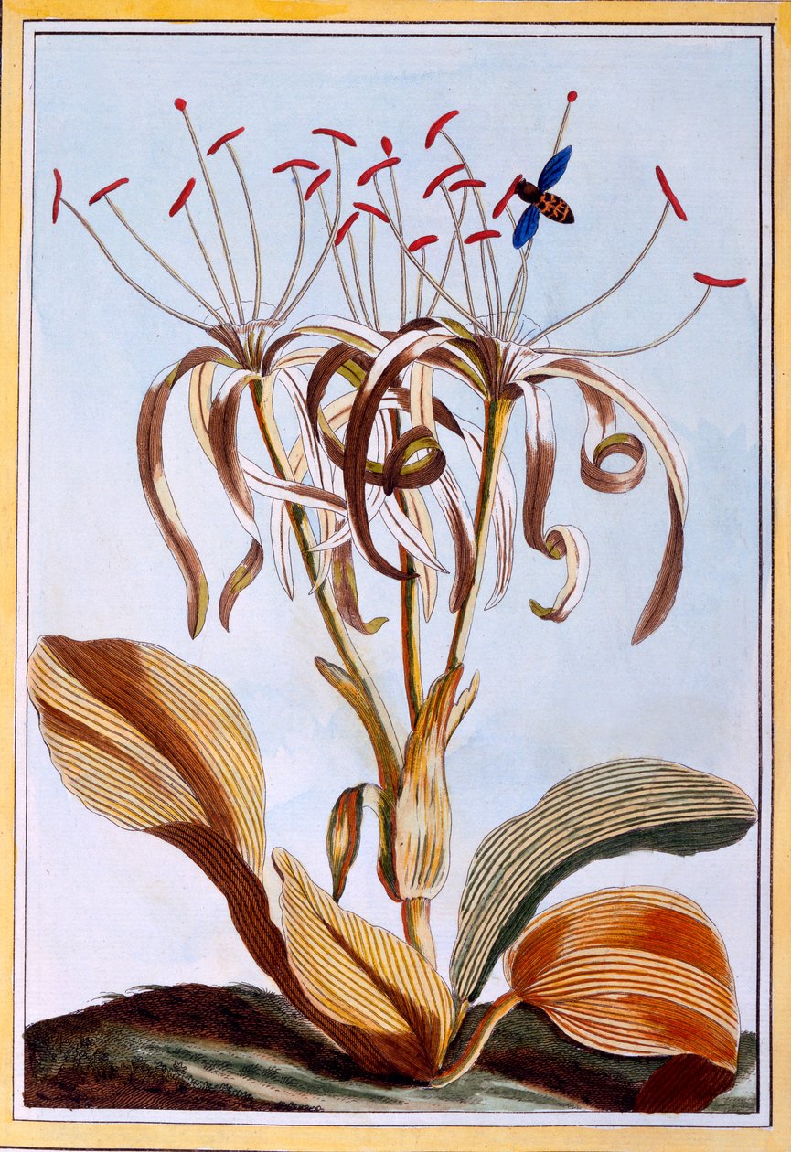 Sea Daffodil, c.1776 (ručně kolorovaná rytina) od Pierre Joseph Buchoz