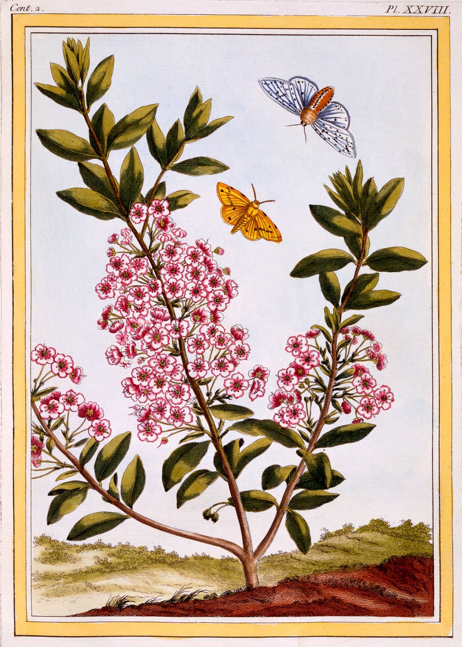 Vavřín ovčí (Kalmia augustifolia), asi 1766 (ručně kolorovaná rytina) od Pierre Joseph Buchoz