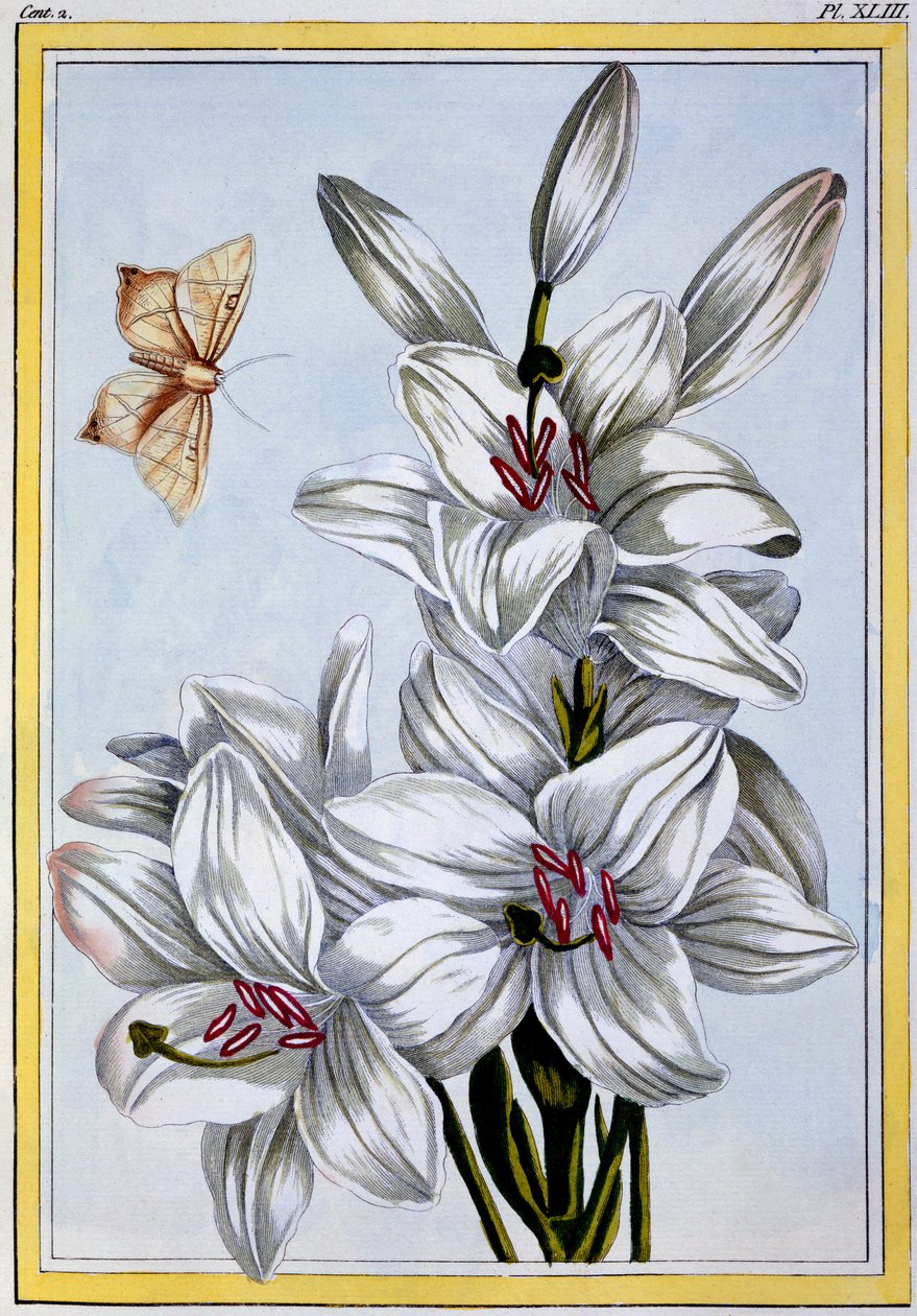 Velká bílá lilie, kolem roku 1766 (ručně kolorovaná rytina) od Pierre Joseph Buchoz