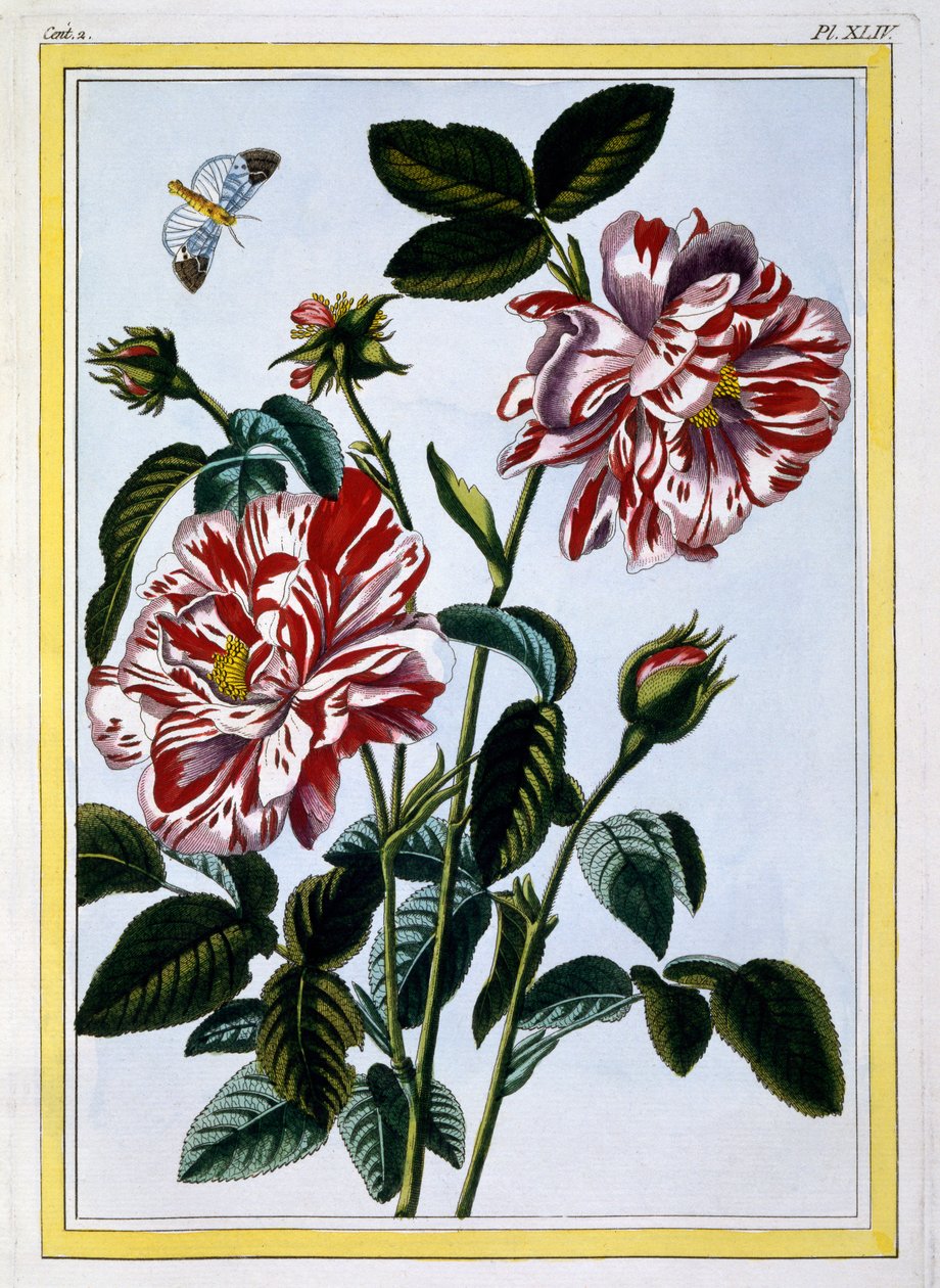 Pestrá růže Anglie; pravděpodobně ve skutečnosti Rosa Gallica, kolem 1766 (ručně kolorovaná rytina) od Pierre Joseph Buchoz