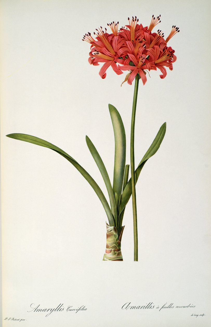 Amaryllis Curvifolia, 1809, z „Les Liliacees“ od Pierra Redouta, 8 svazků, vydáno 1805-16, od Pierre Joseph Redouté