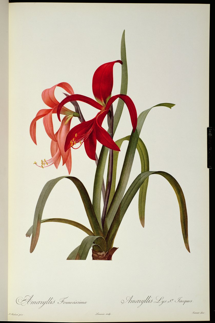 Amaryllis Formosissima, 1808, z „Les Liliacees“ od Pierra Redoute, 8 svazků, vydáno 1805-16, od Pierre Joseph Redouté