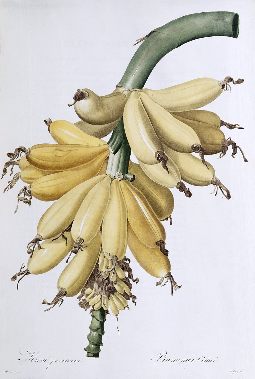 Banán, 1816 od Pierre Joseph Redouté