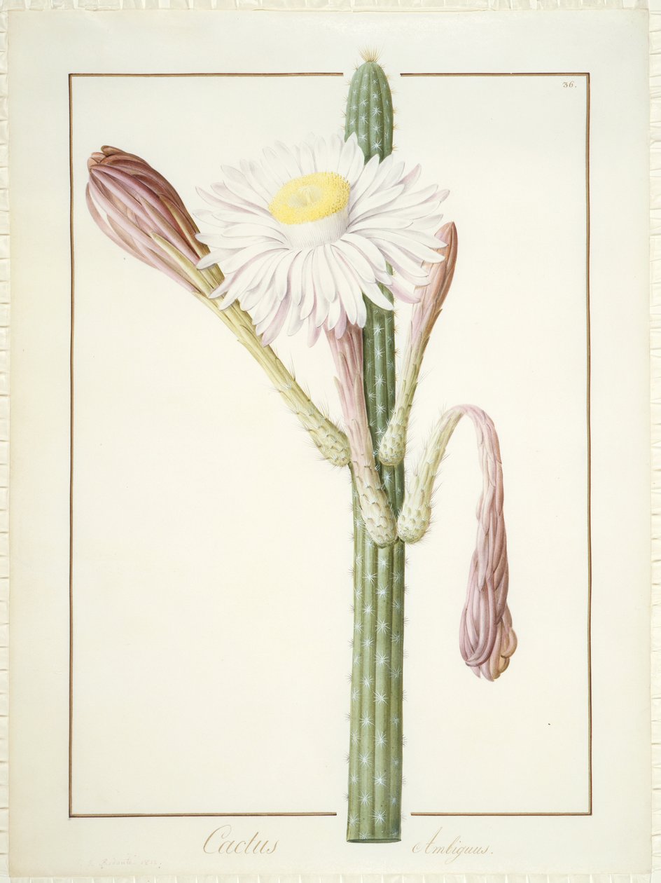 Cactus Ambiguus, 1812 (wc a tělová barva přes grafit na pergamenu) od Pierre Joseph Redouté