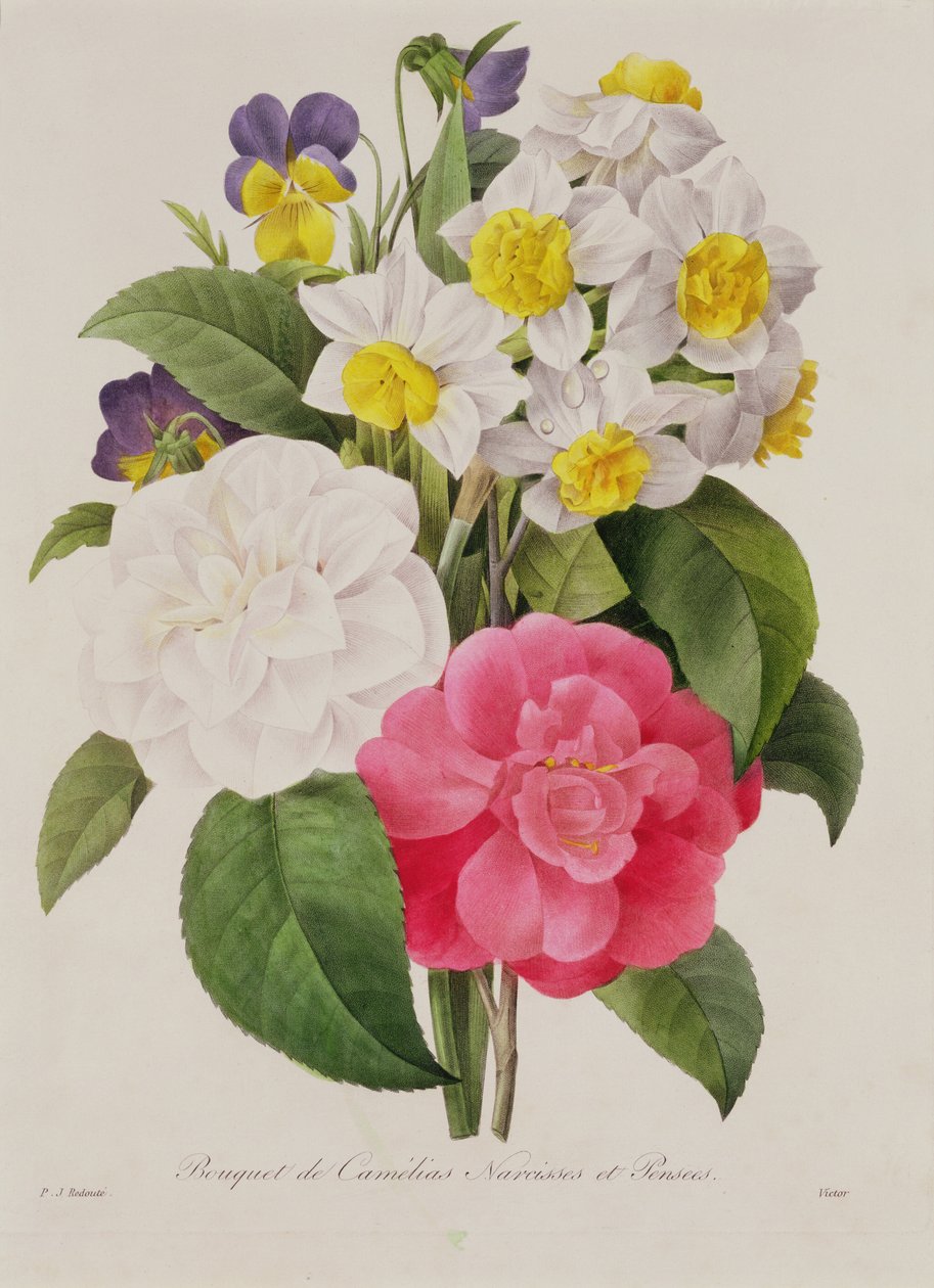 Kamélie, narcis a macešky, ryl Victor, hospoda. 1827 (ručně kolorovaná tečkovaná rytina) od Pierre Joseph Redouté