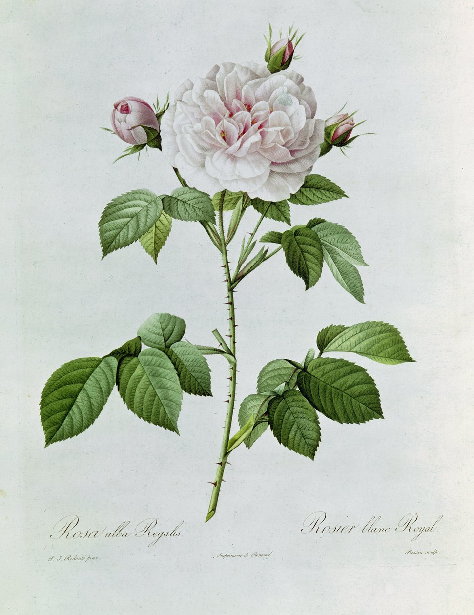 Claude-Antoine Thory Les růže. Ilustrace: rosa alba regalis (barevná litografie) od Pierre Joseph Redouté
