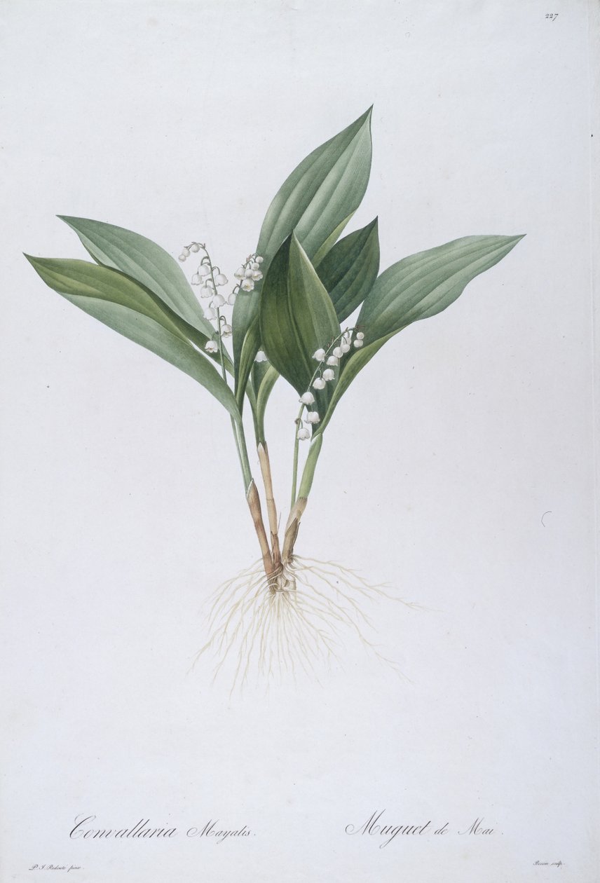 Convallaria majalis (konvalinka), 1808 od Pierre Joseph Redouté