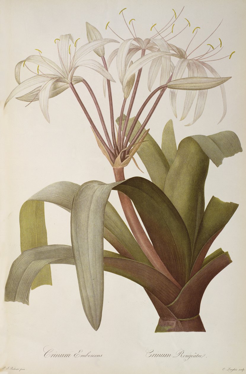 Crinum Erubescens nebo Crinum Rougeatre, z ‚Les Liliacees‘, 1803, publikováno 1805-16 od Pierre Joseph Redouté
