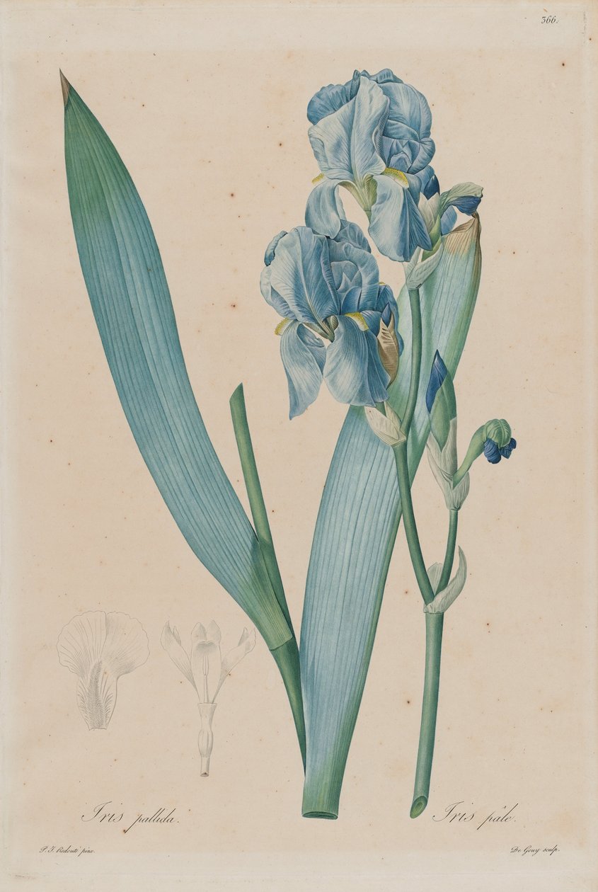 Kosatec dalmatský (Iris pallida), talíř 366, sv. 7 z Pierre-Joseph Redouté, Les Liliaceae, Paříž 18 ... od Pierre Joseph Redouté