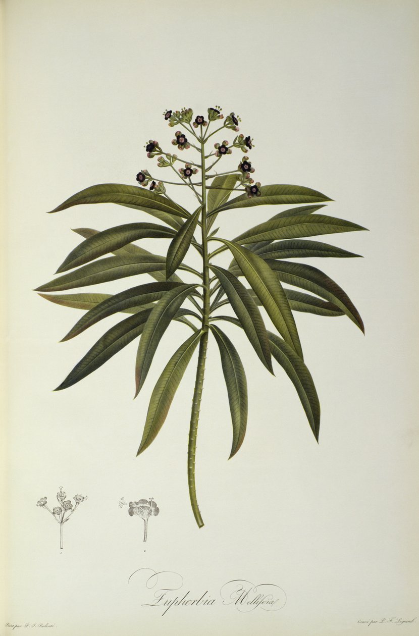 Euphorbia Mellifera, z `Le Jardin de la Malmaison