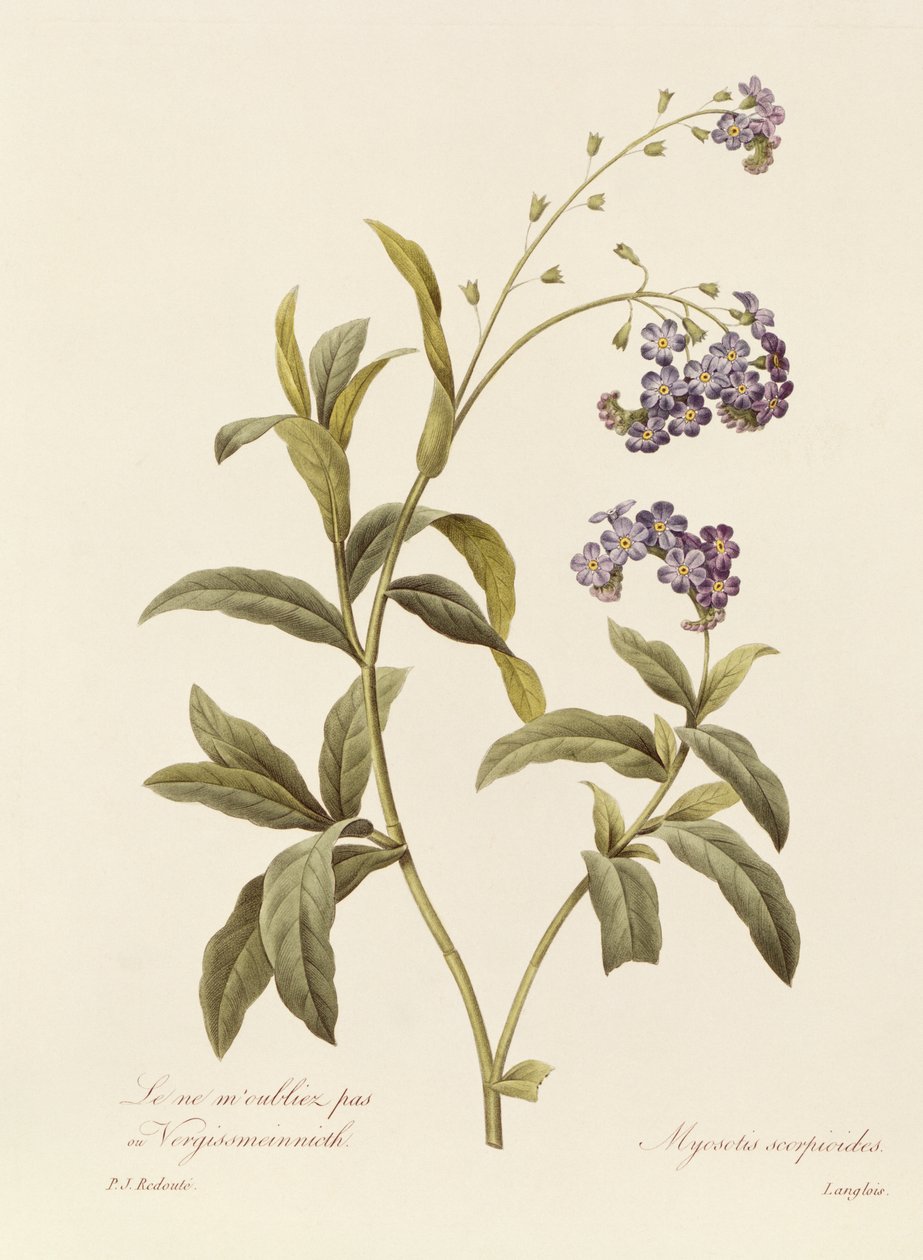 Forget-me-not (barevné rytí) od Pierre Joseph Redouté